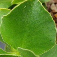 Primula auricula 'Judith Borman'